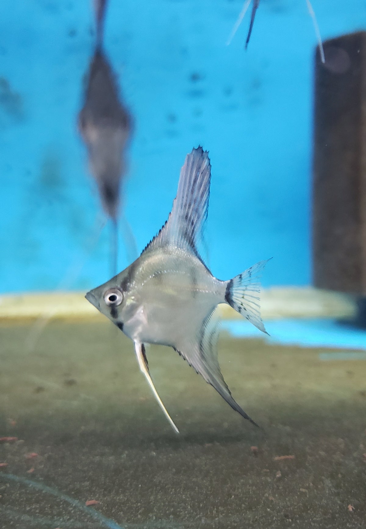 Adult 25-50% Santa Isabel Ghost angelfish
