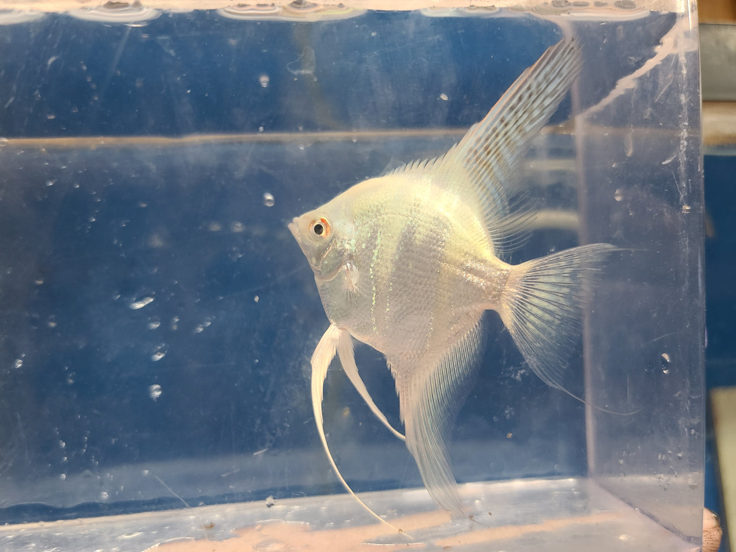 Subadult Bulgarian lilac point angelfish