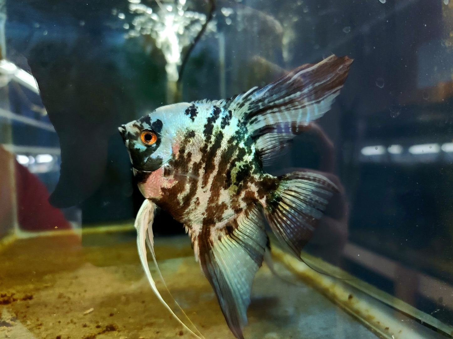 Adult Blue marble angelfish (Pterophyllum scalare)
