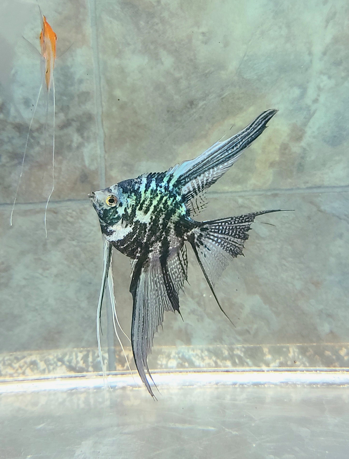 Adult Blue marble angelfish (Pterophyllum scalare)