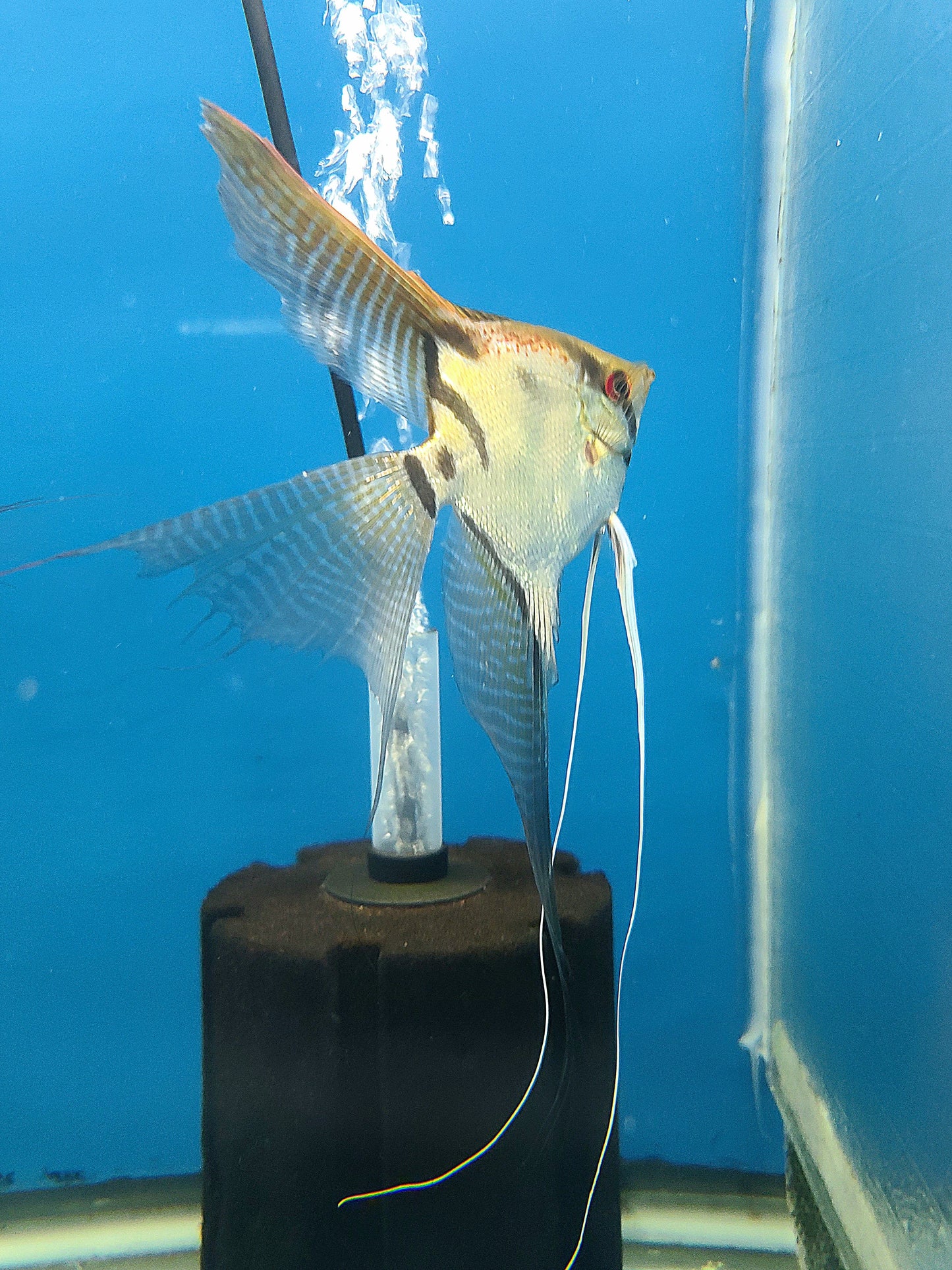 Adult 25-50% Santa Isabel Ghost angelfish