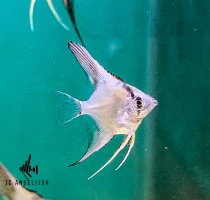 37.5% Santa Isabel Blue ghost angelfish