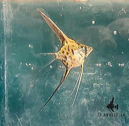 Adult 50% Santa Isabel Harlequin Angelfish