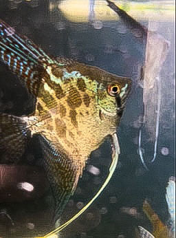 Adult 50% Santa Isabel Harlequin Angelfish