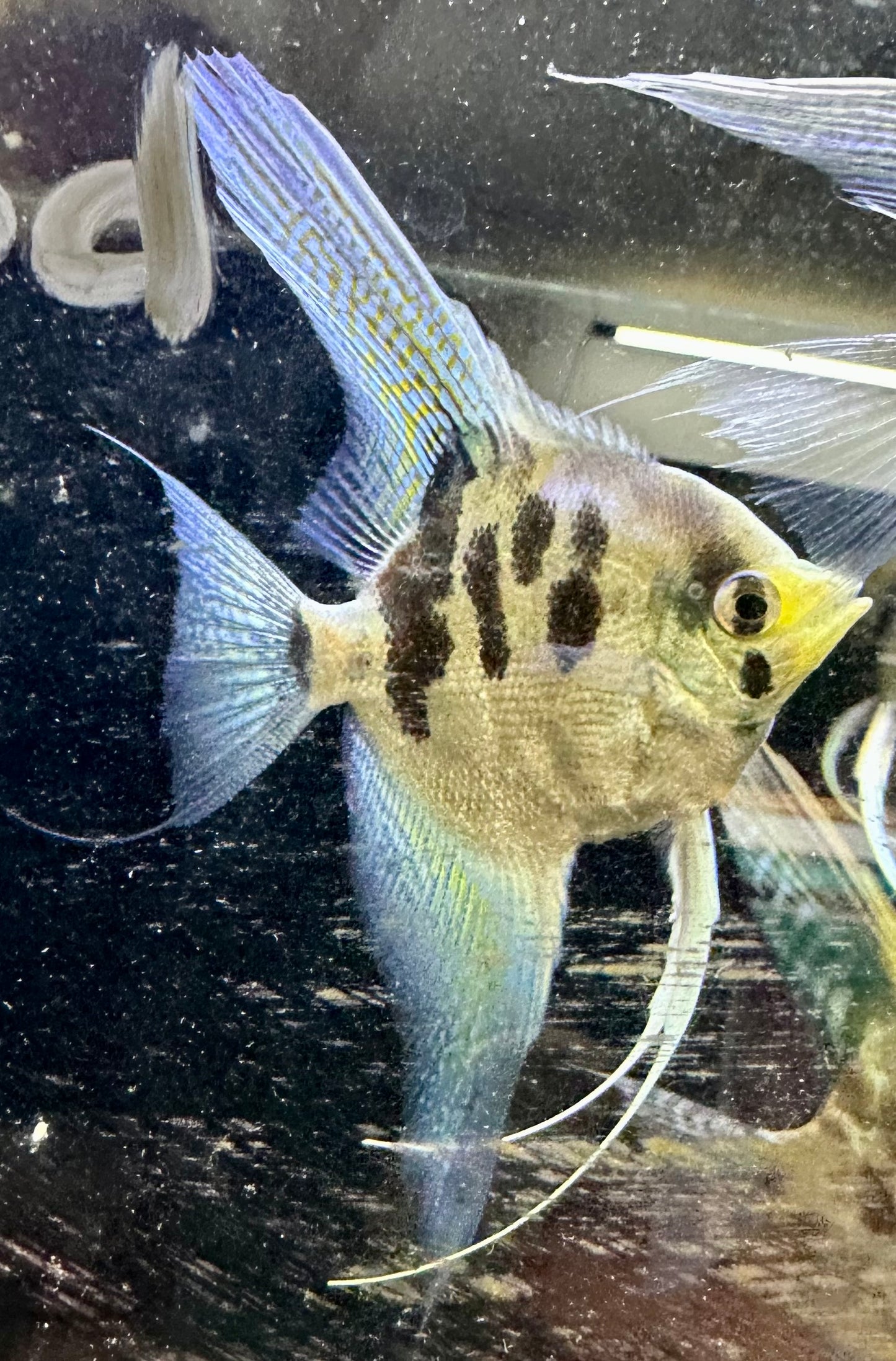 37.5% Santa Isabel Juvenile Blue Harlequin Angelfish