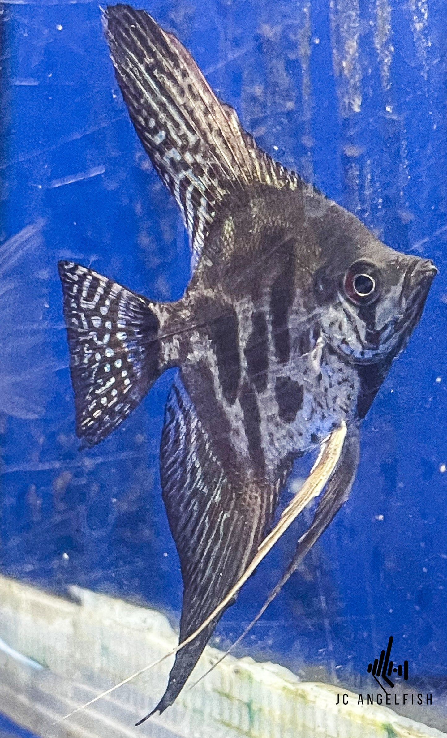 Juvenile Dark Harlequin Zebra Angelfish (Pterophyllum scalare)