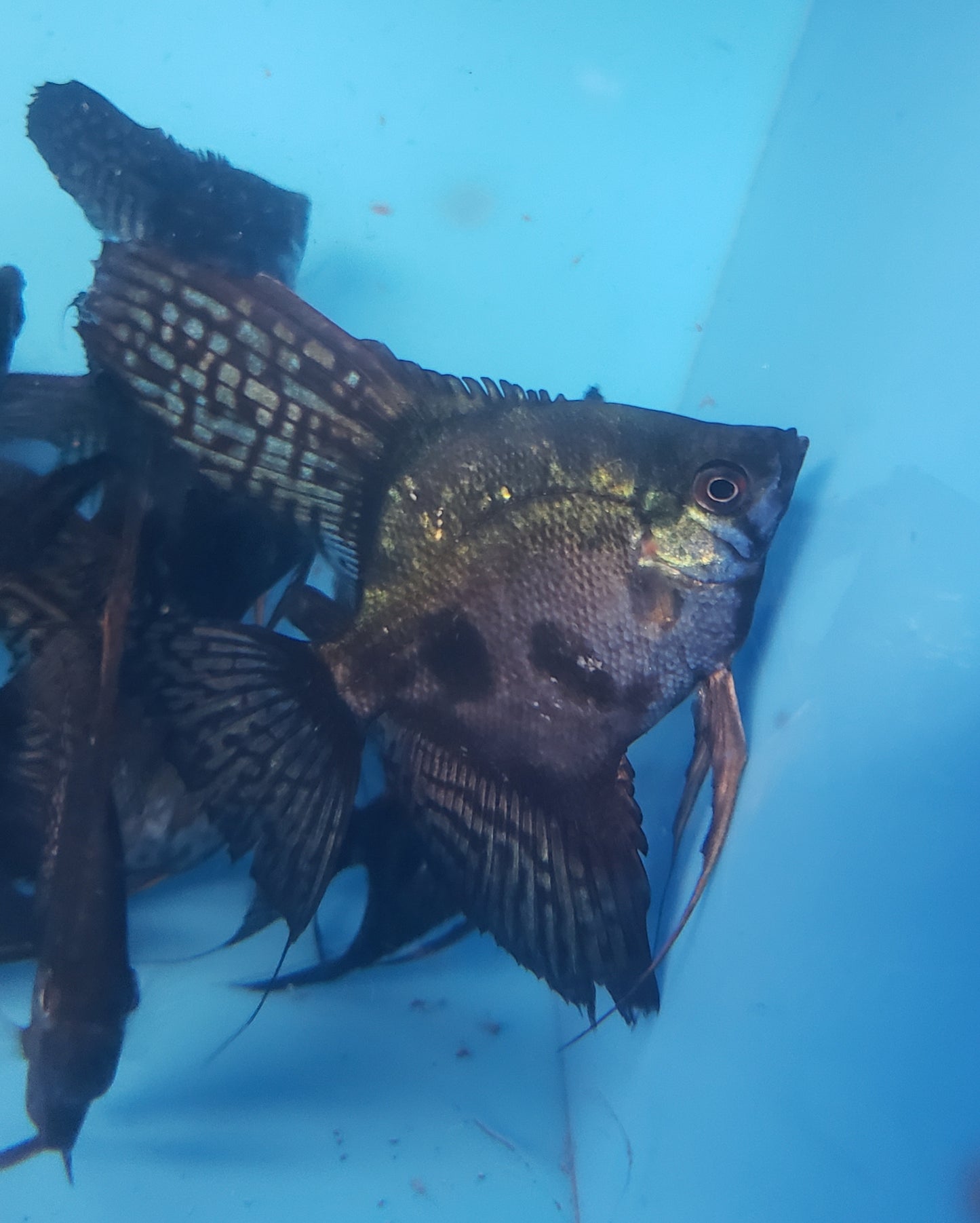 Pinoy clown angelfish