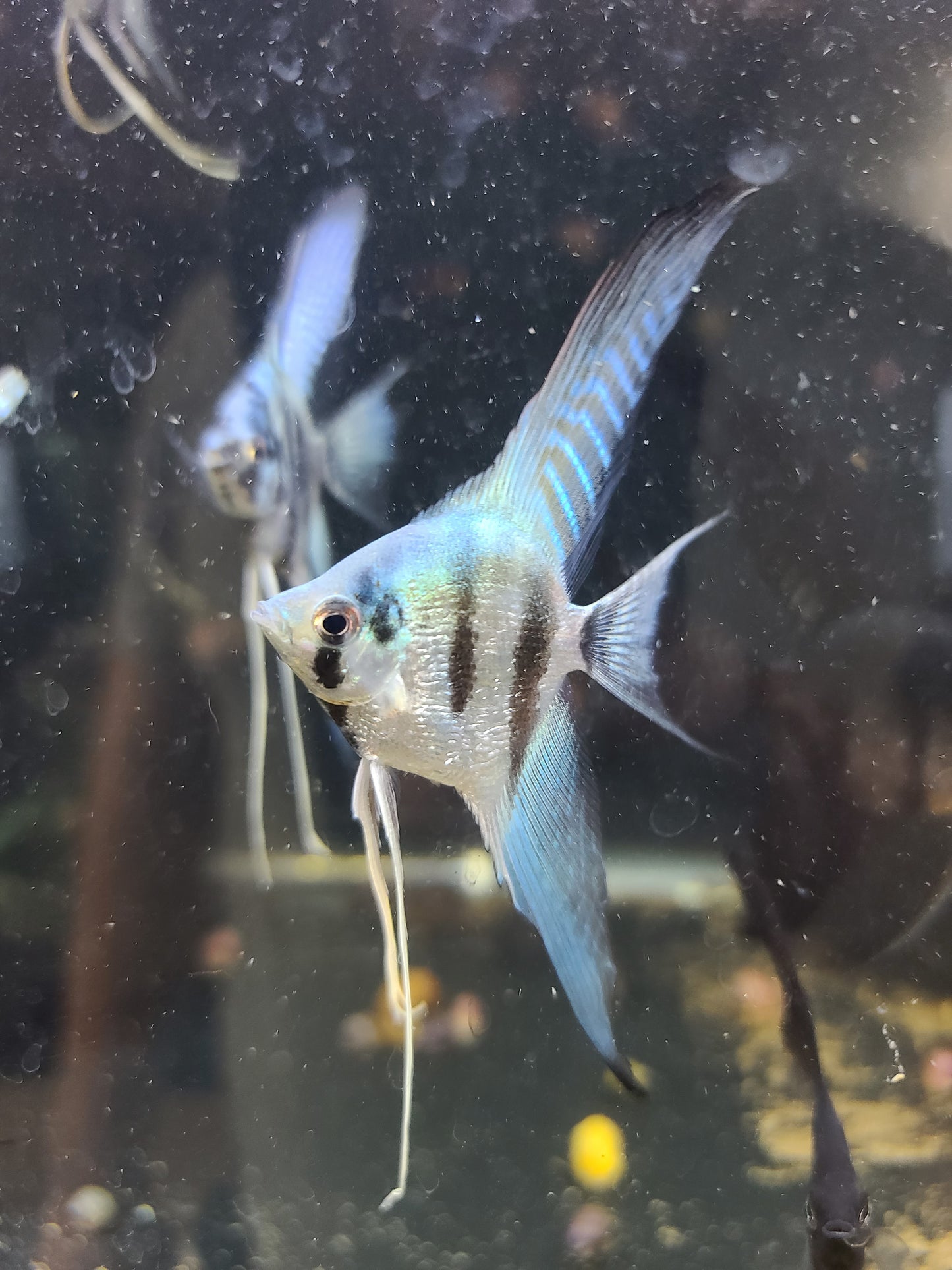Blue silver angelfish