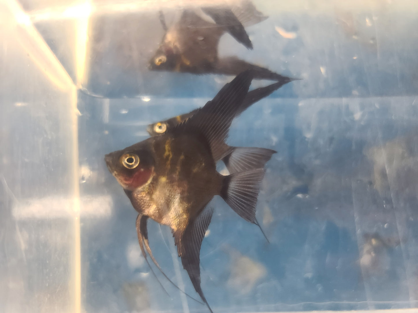 Black splash angelfish