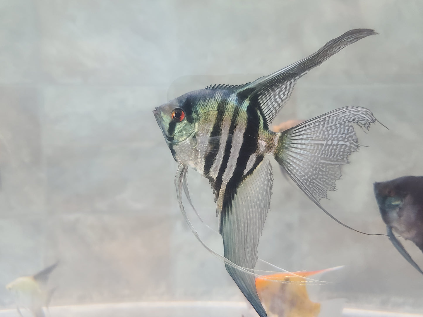 Pinoy zebra (Pterophyllum scalare)