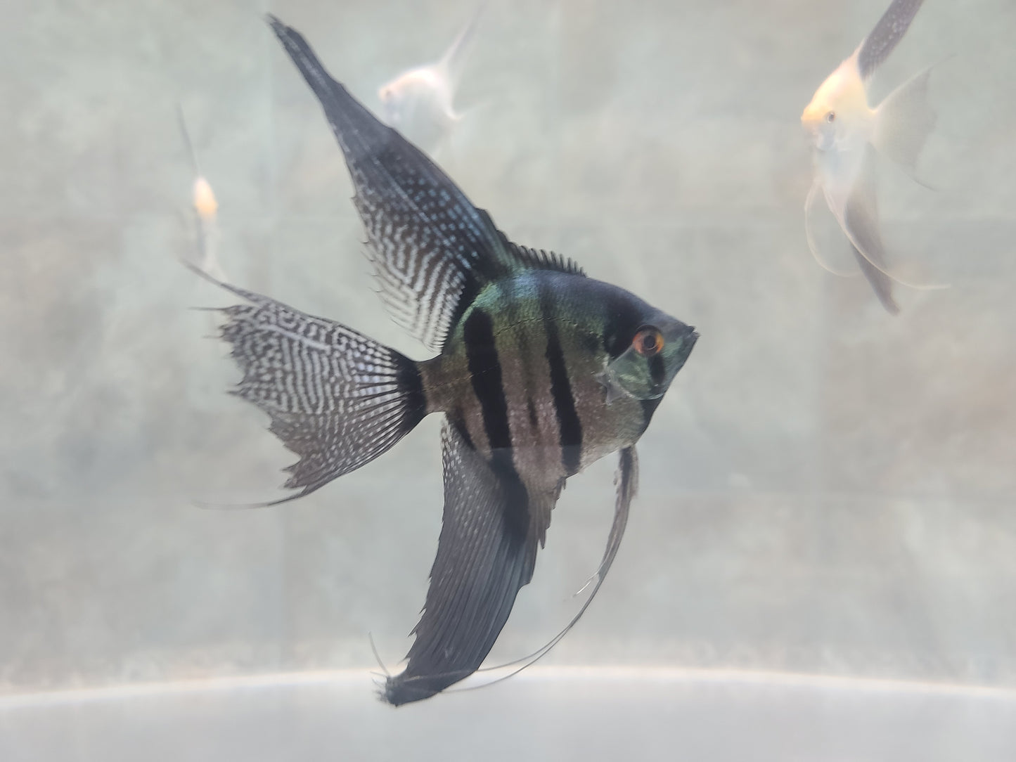 Pinoy zebra (Pterophyllum scalare)