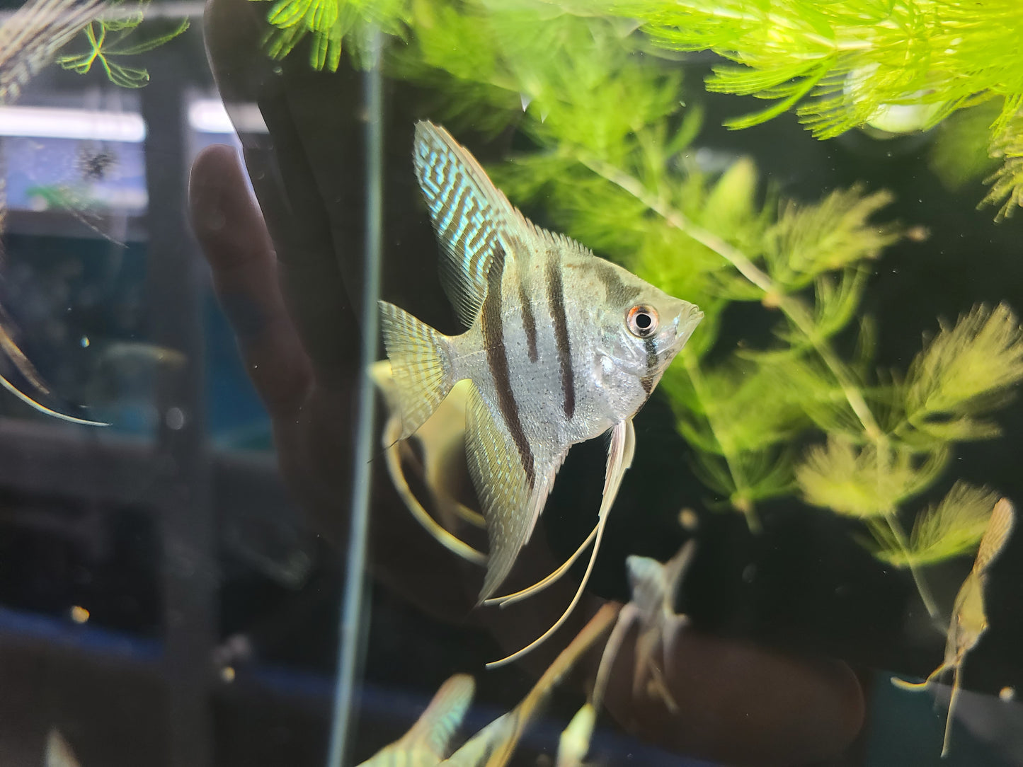 Blue zebra angelfish