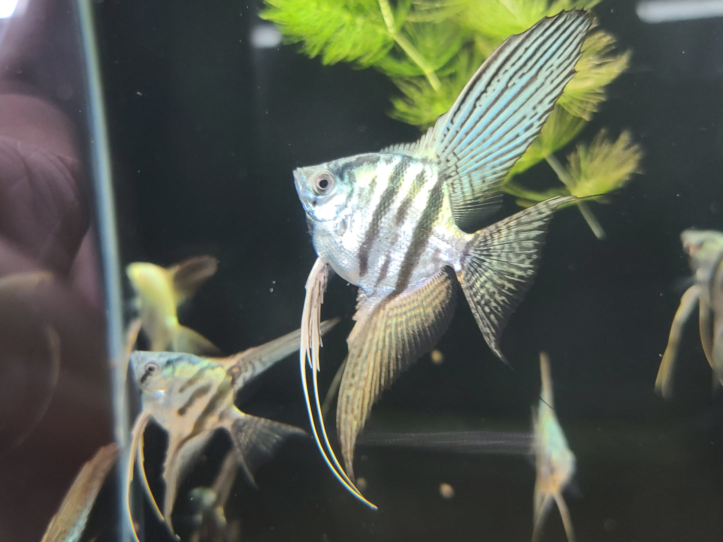 Blue zebra angelfish