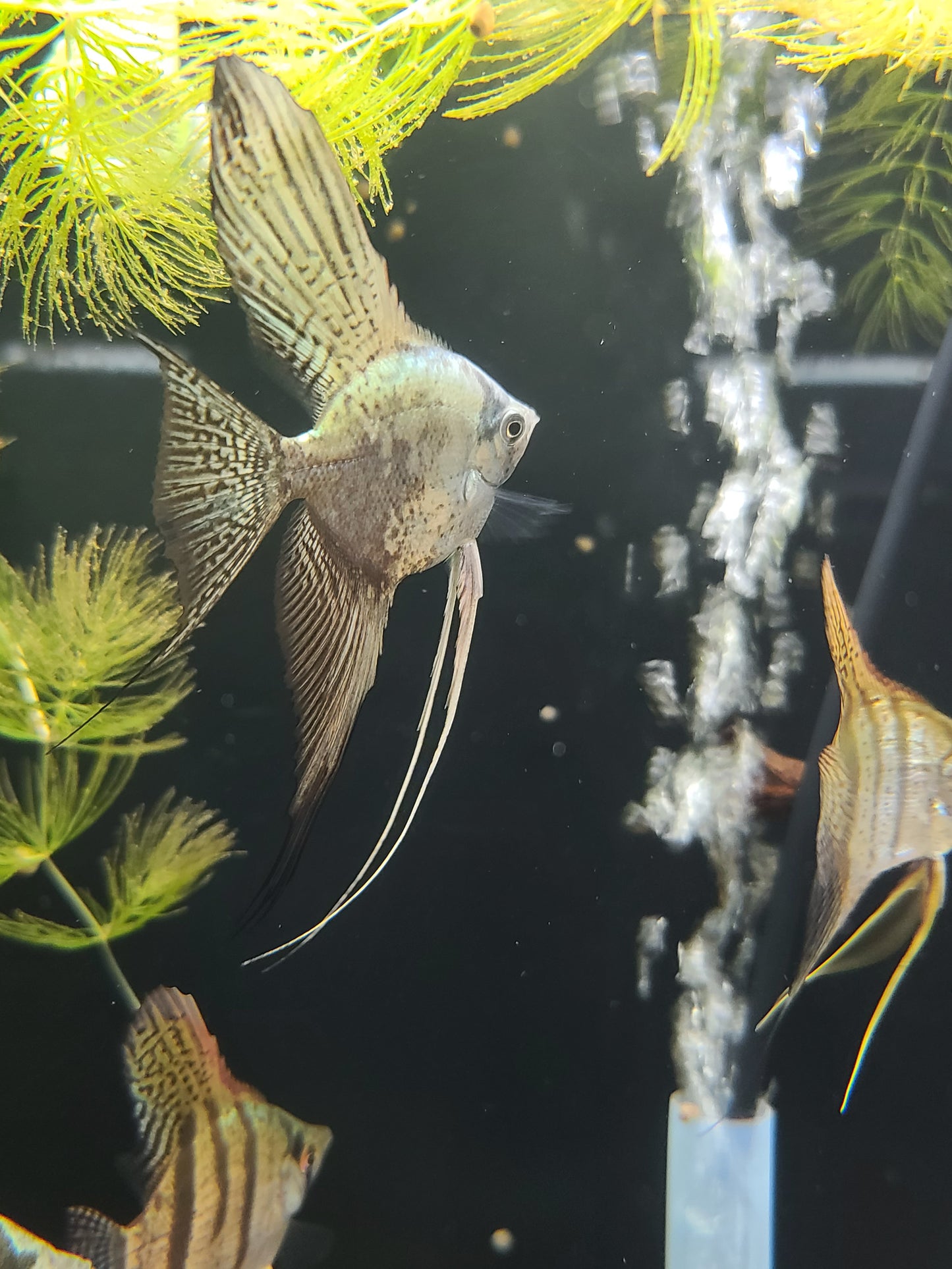 Blue leopard angelfish
