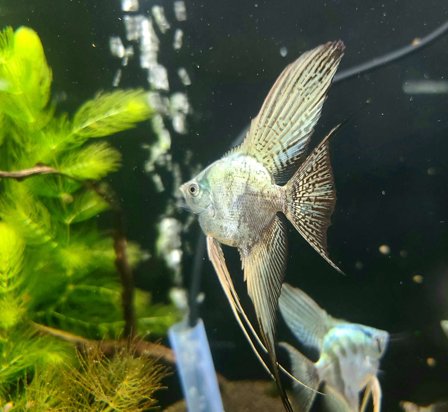 Blue leopard angelfish