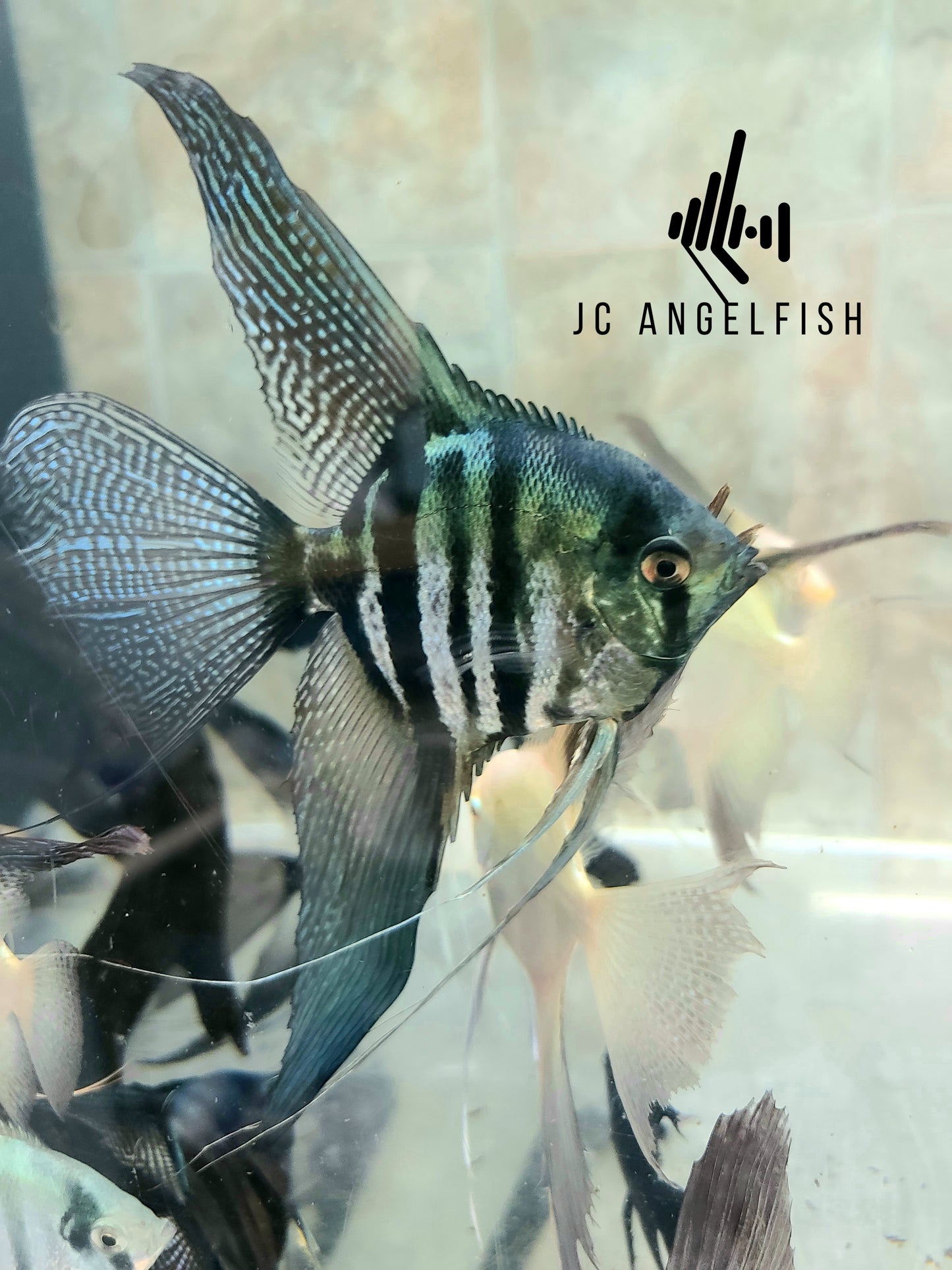 Pinoy zebra (Pterophyllum scalare)