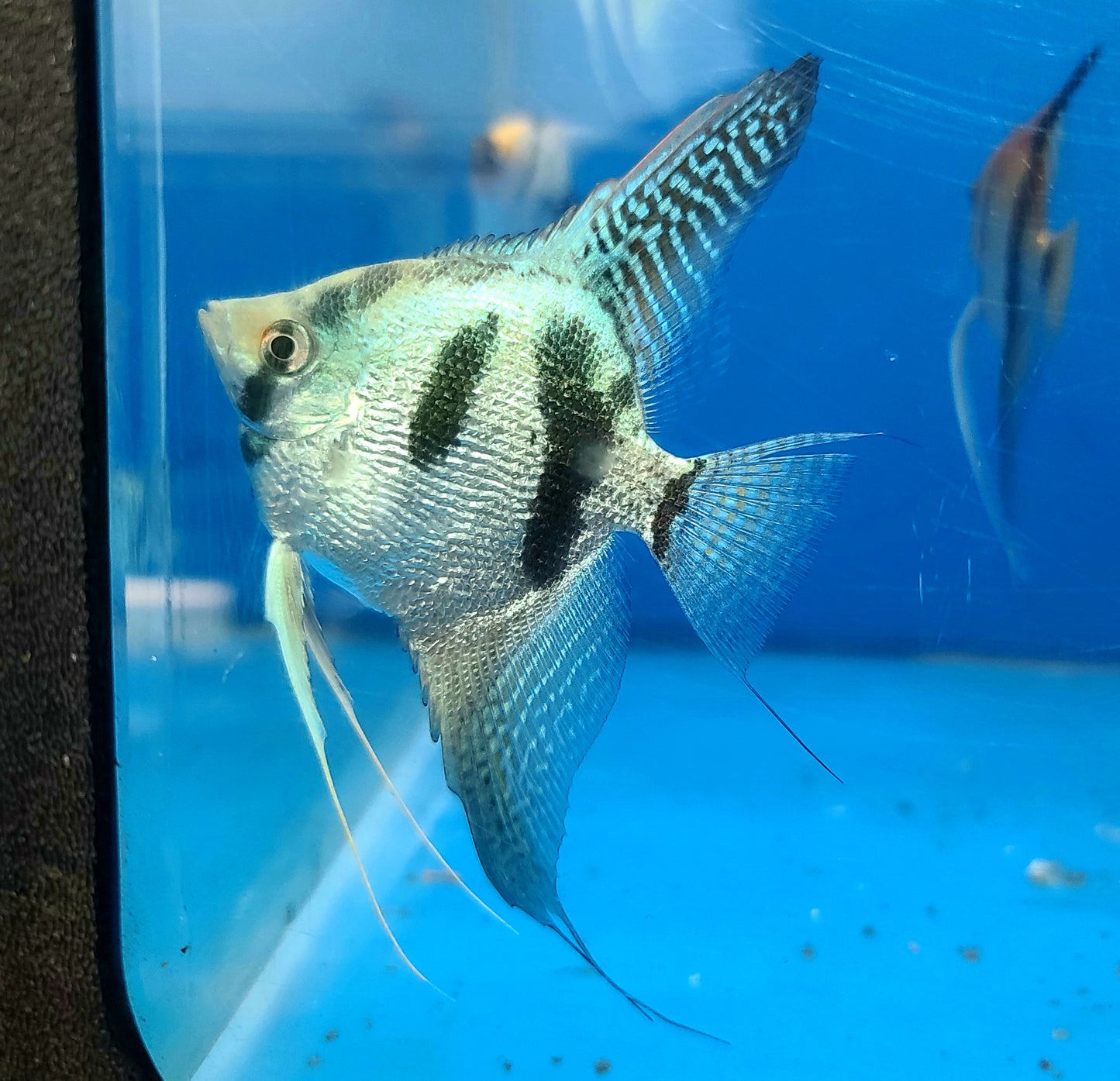 Blue clown angelfish