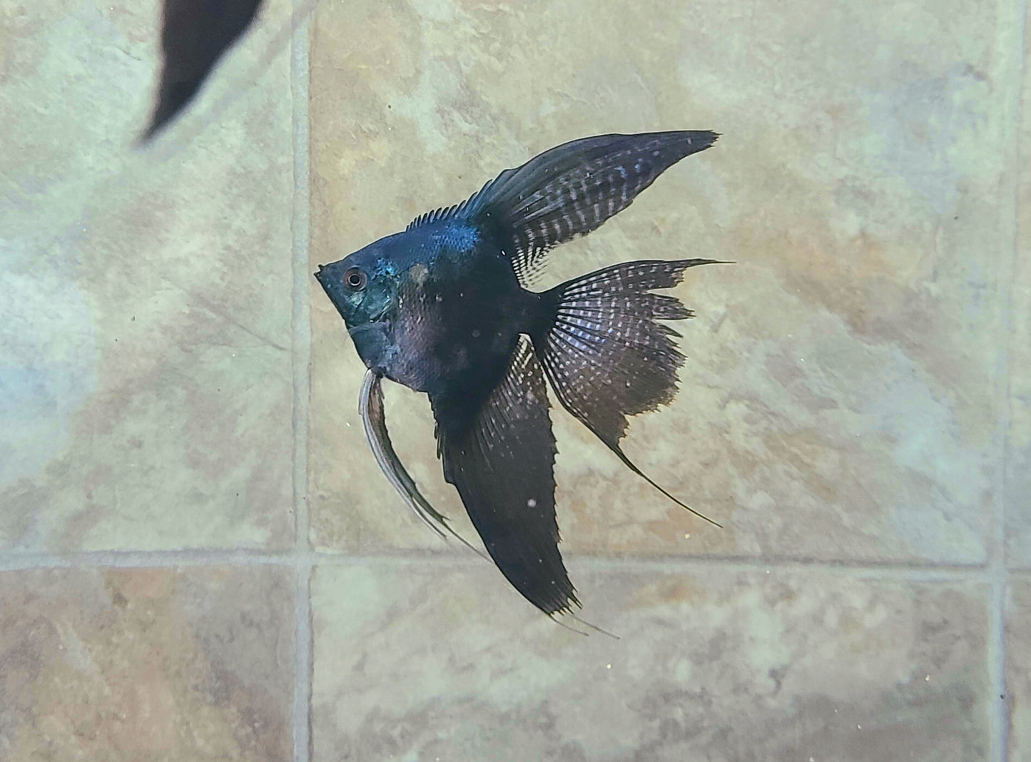 Pinoy smokey angelfish