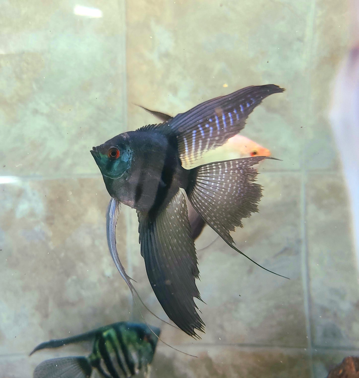 Pinoy lace angelfish (Pterophyllum scalare)