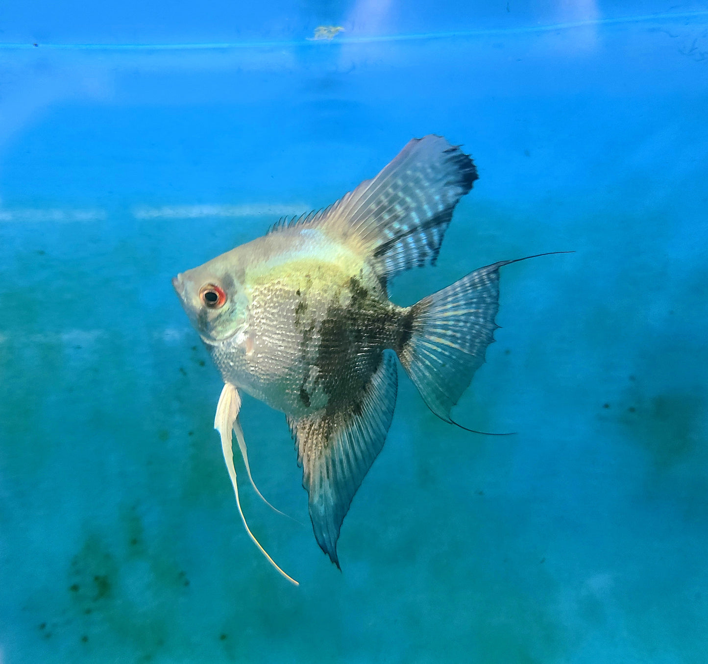 Blue smokey angelfish