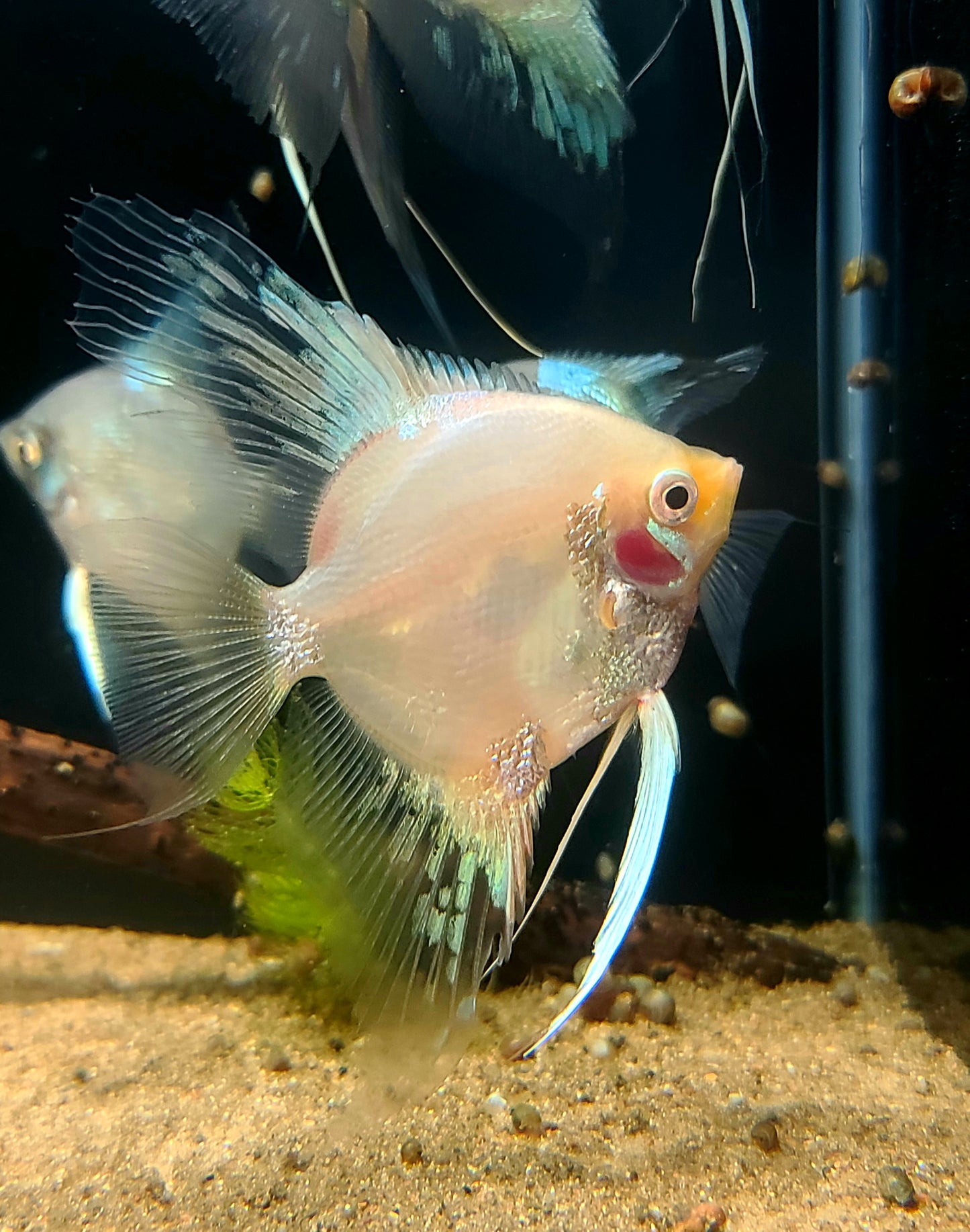 Platinum paraiba angelfish