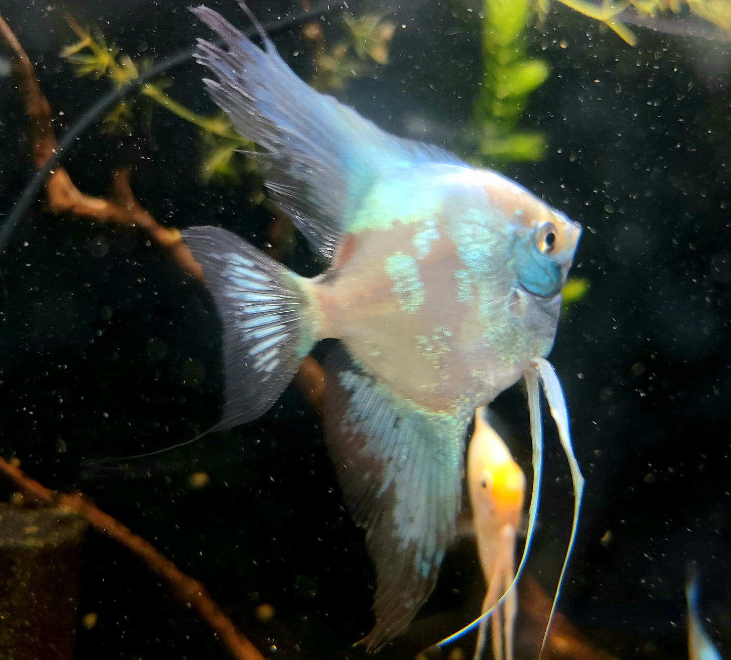 Paraiba angelfish (Pterophyllum scalare)