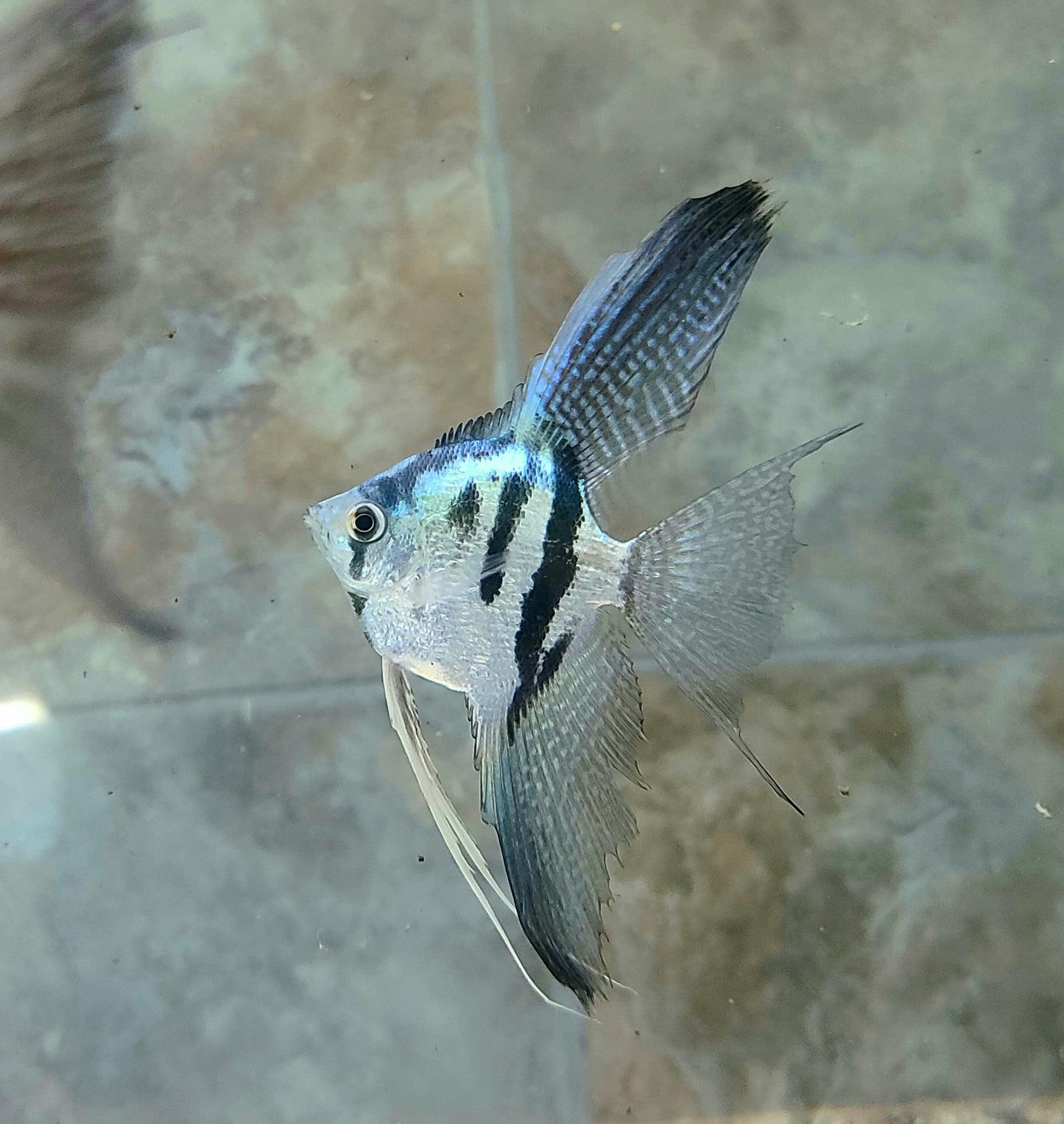 Blue clown angelfish