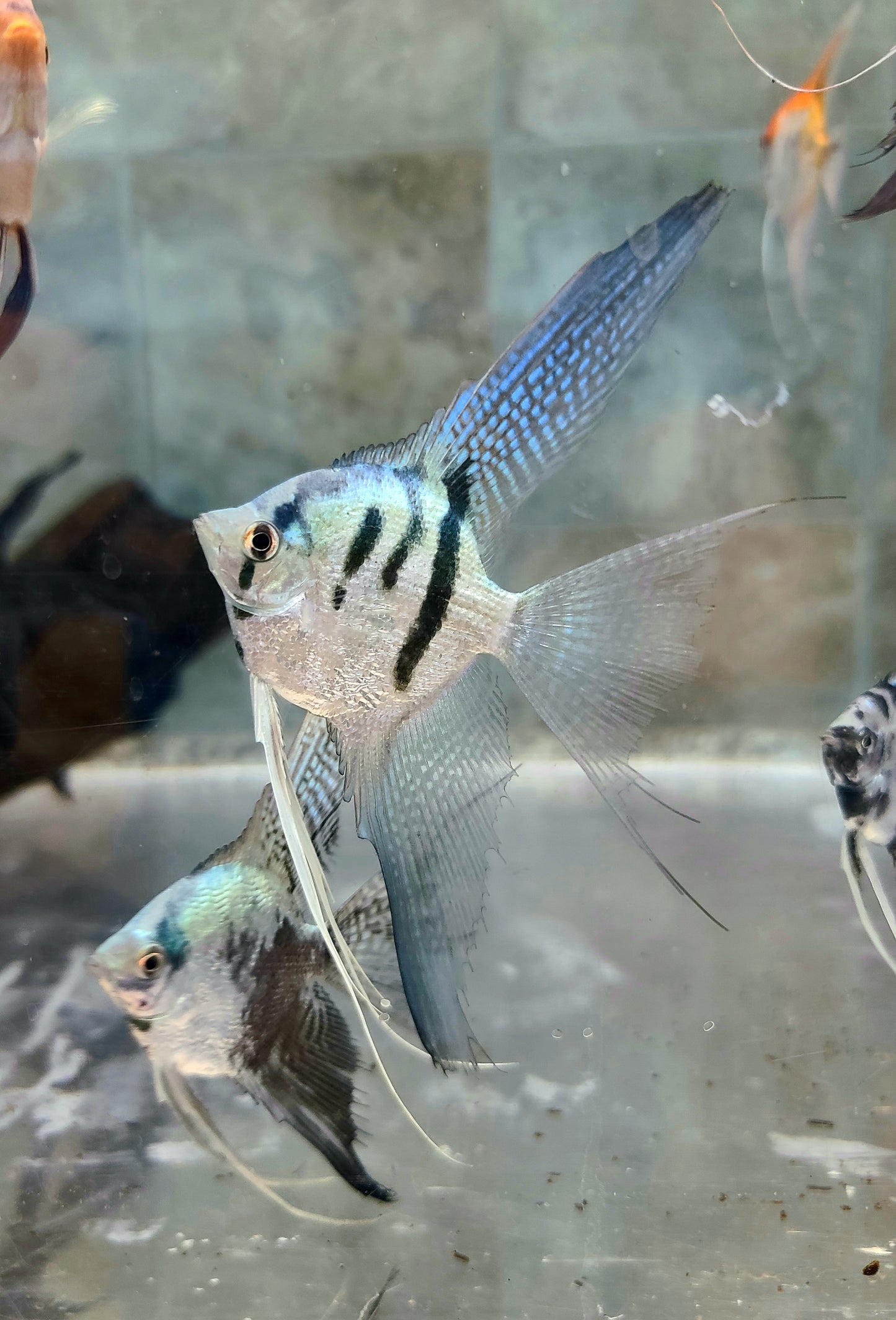 Blue clown angelfish