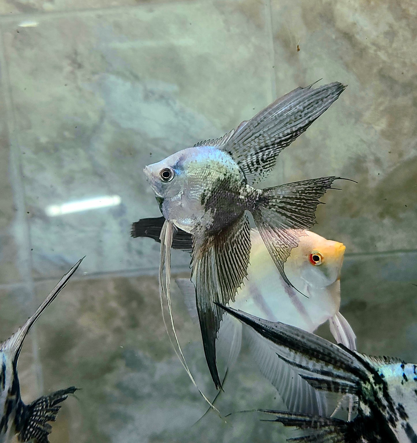 Blue leopard angelfish