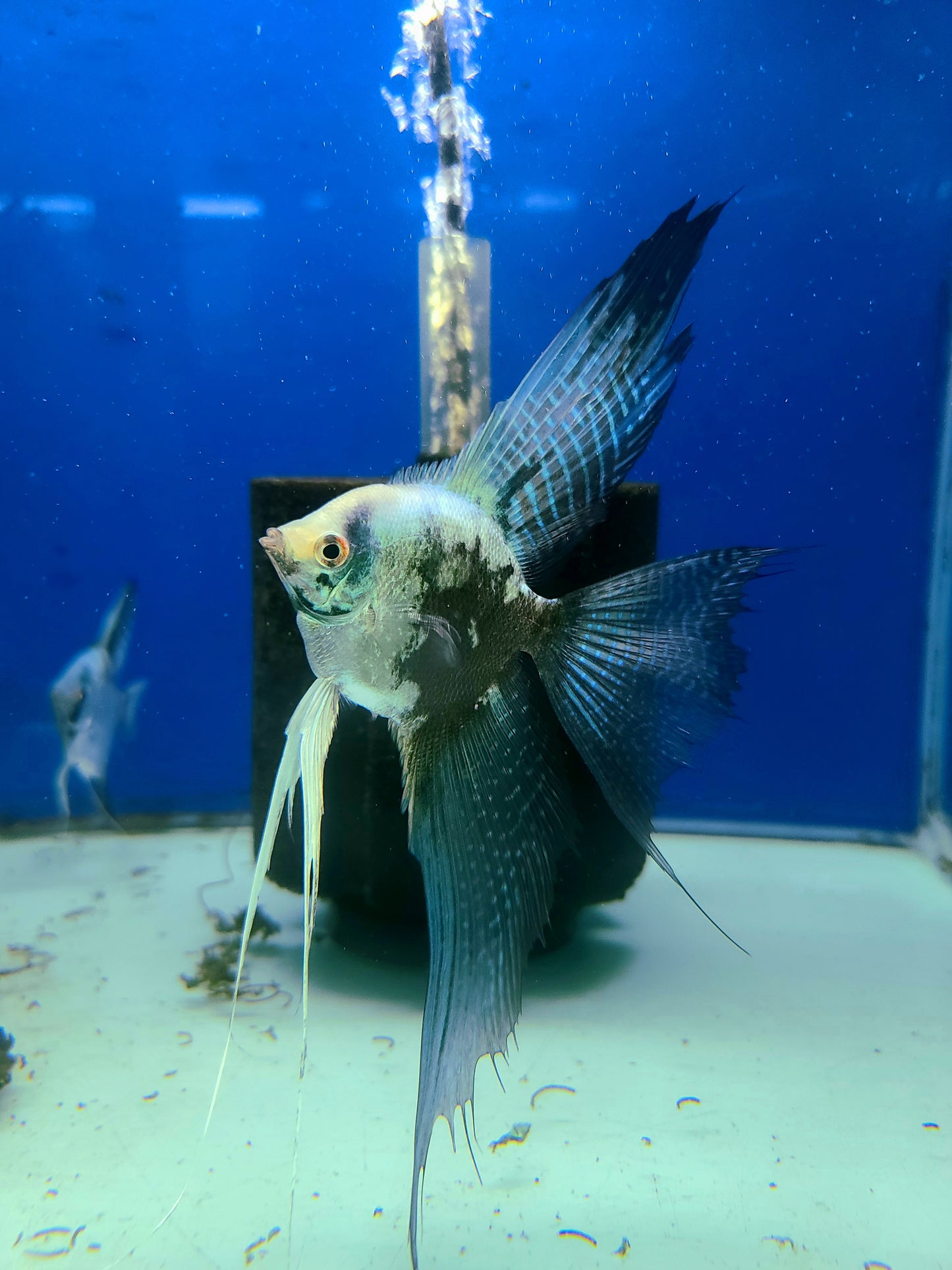 Blue smokey angelfish