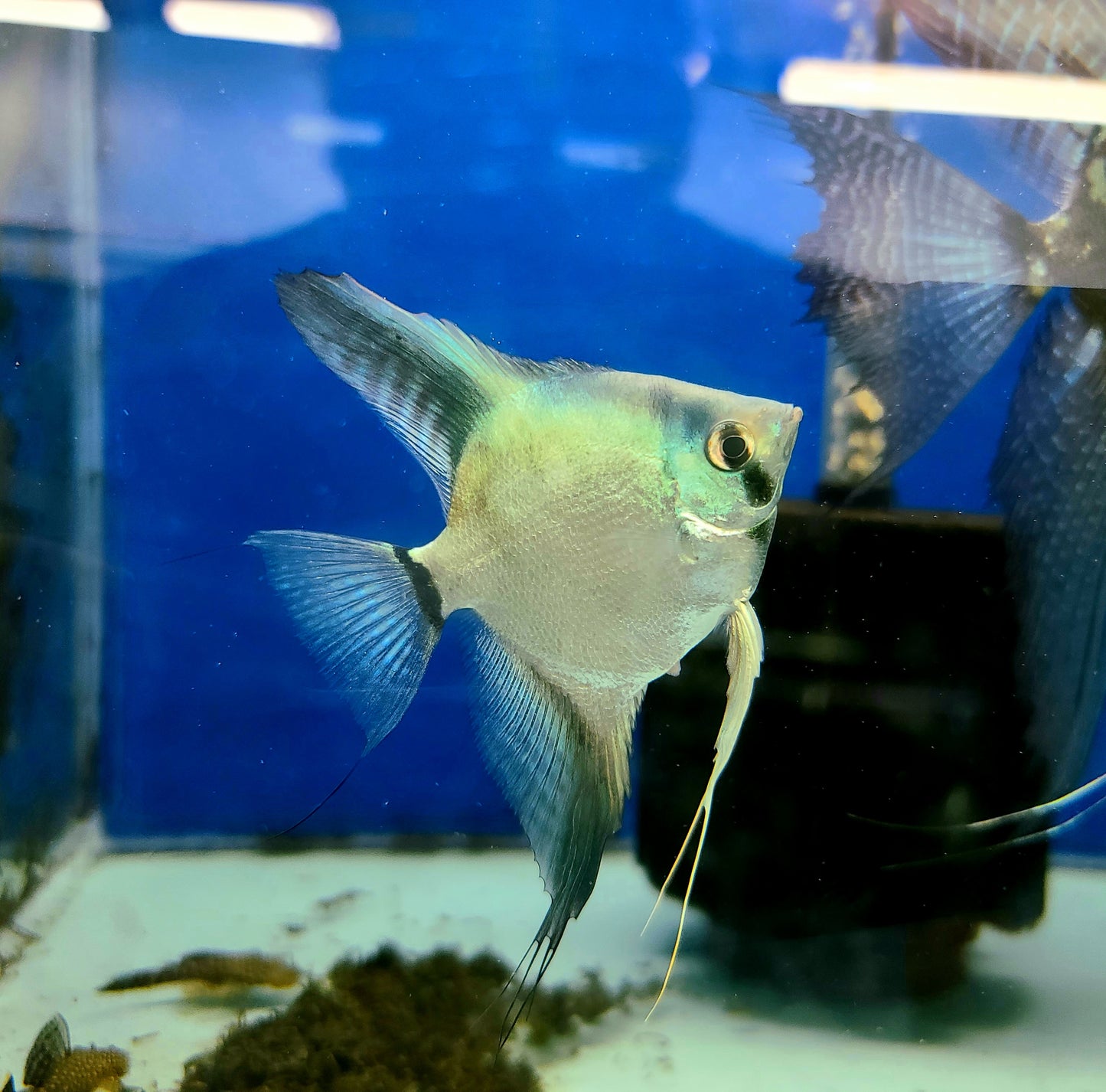 Blue ghost angelfish