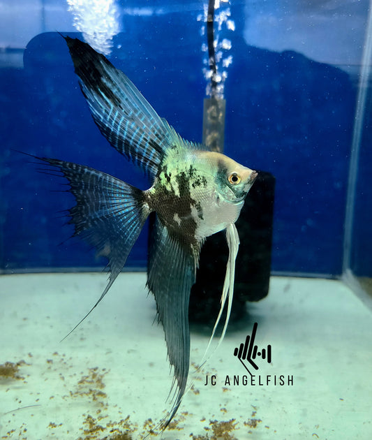 Blue smokey angelfish