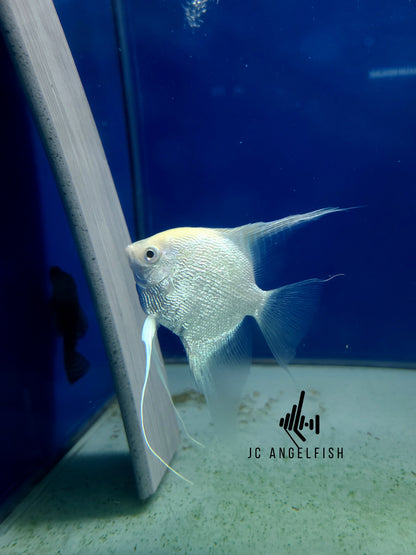 Platinum pearlscale angelfish