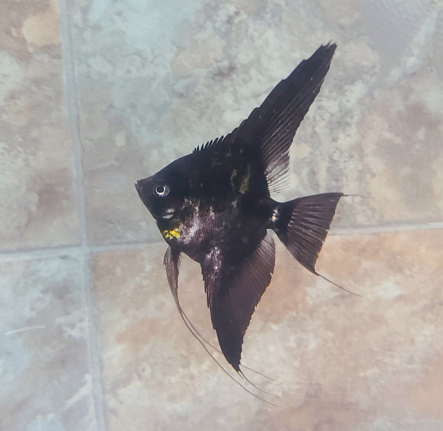 Black splash angelfish