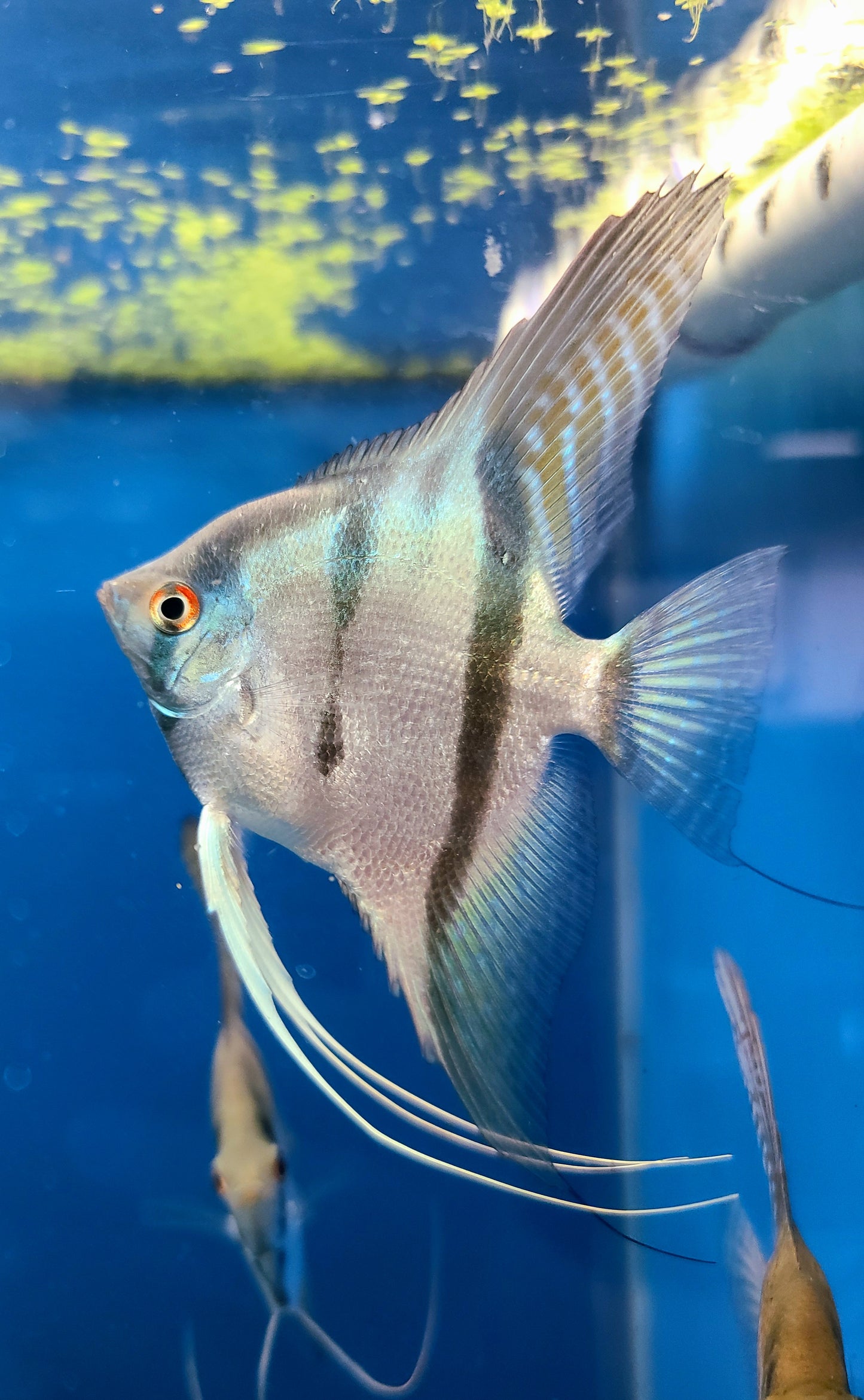 Blue silver angelfish