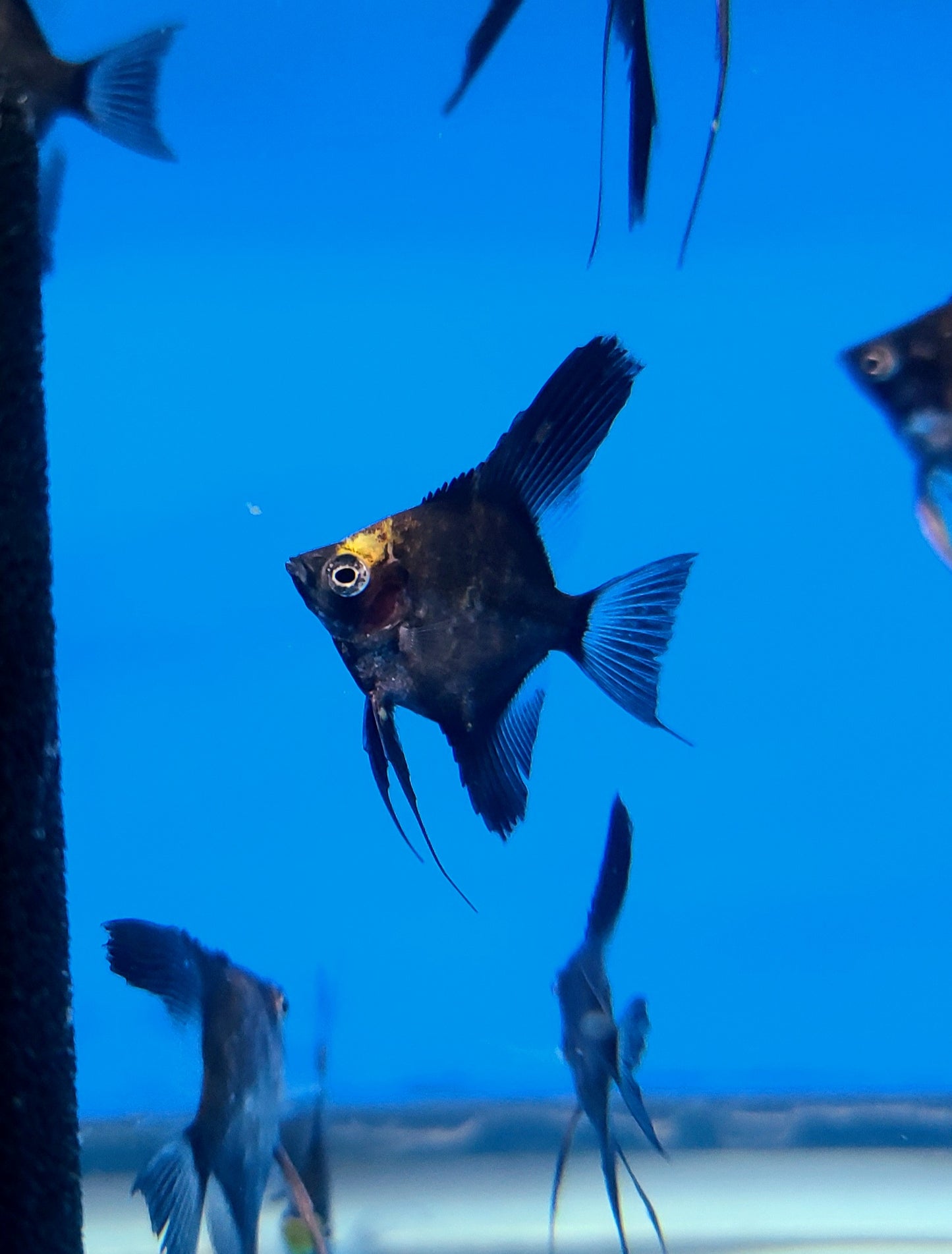 Black splash angelfish