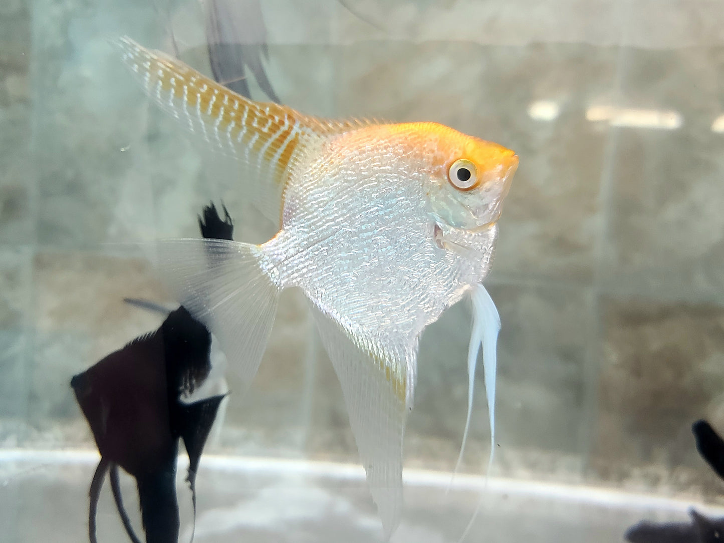 Gold pearlscale angelfish