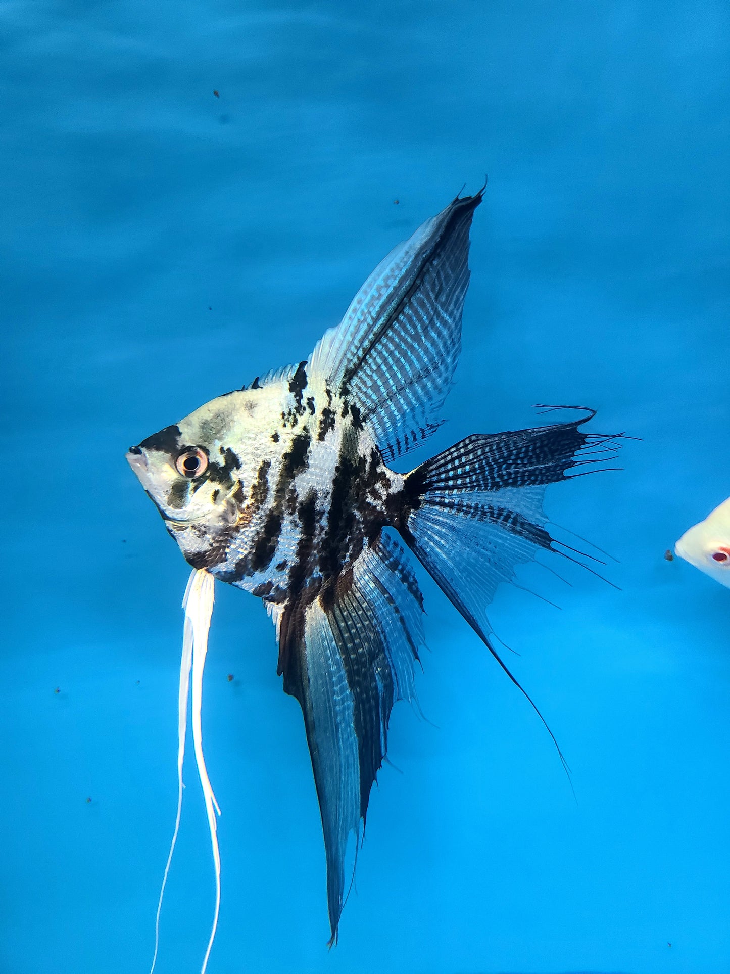 Blue marble angelfish (Pterophyllum scalare)