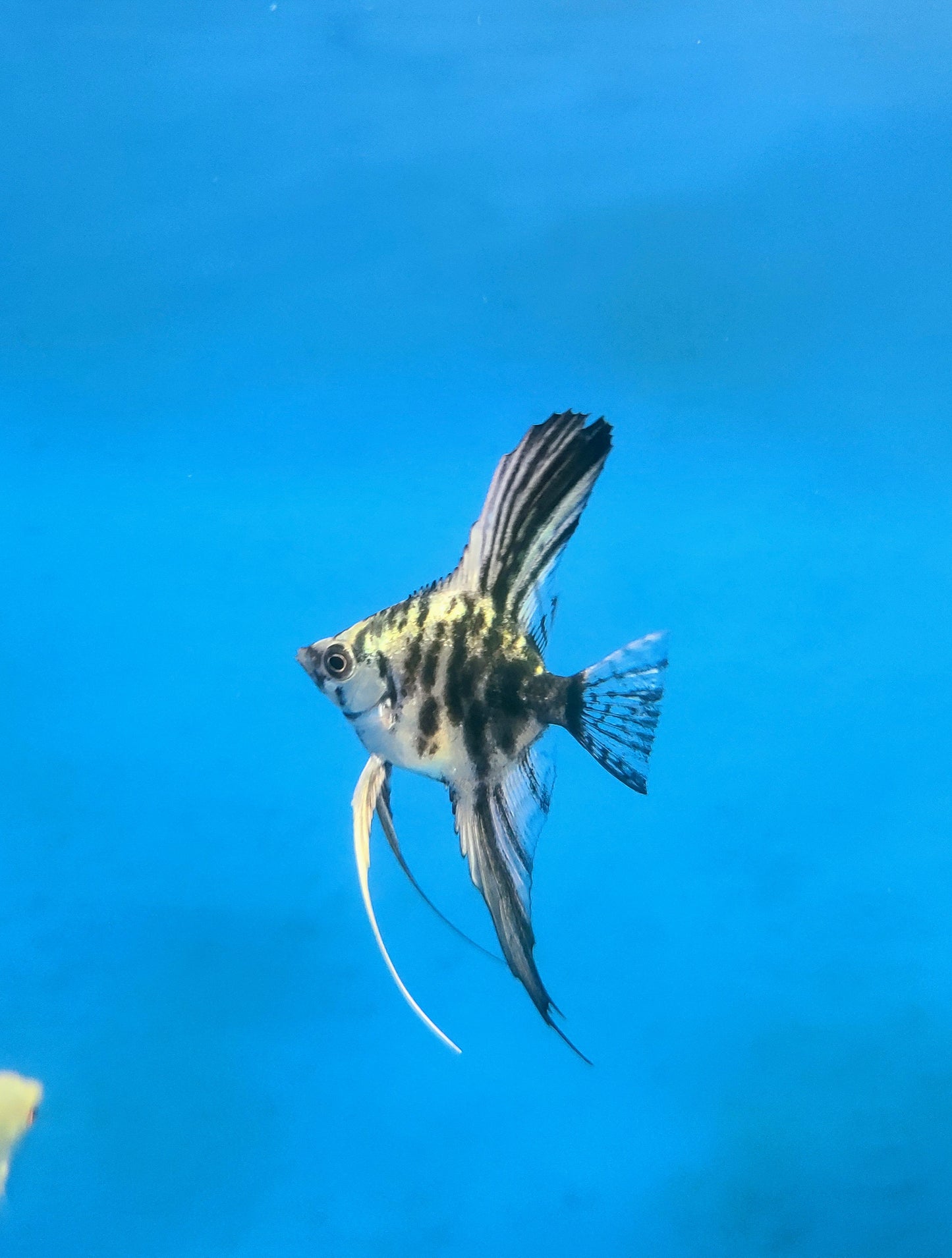 Blue marble angelfish (Pterophyllum scalare)
