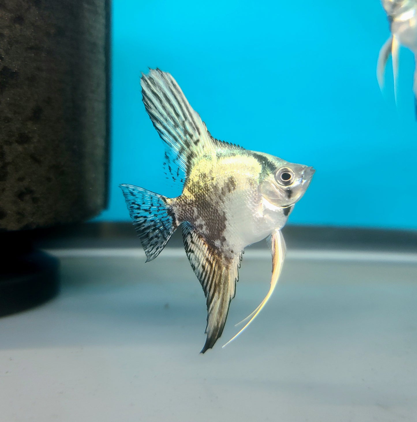Blue leopard angelfish
