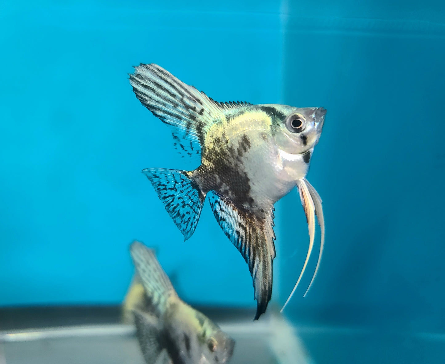 Blue leopard angelfish