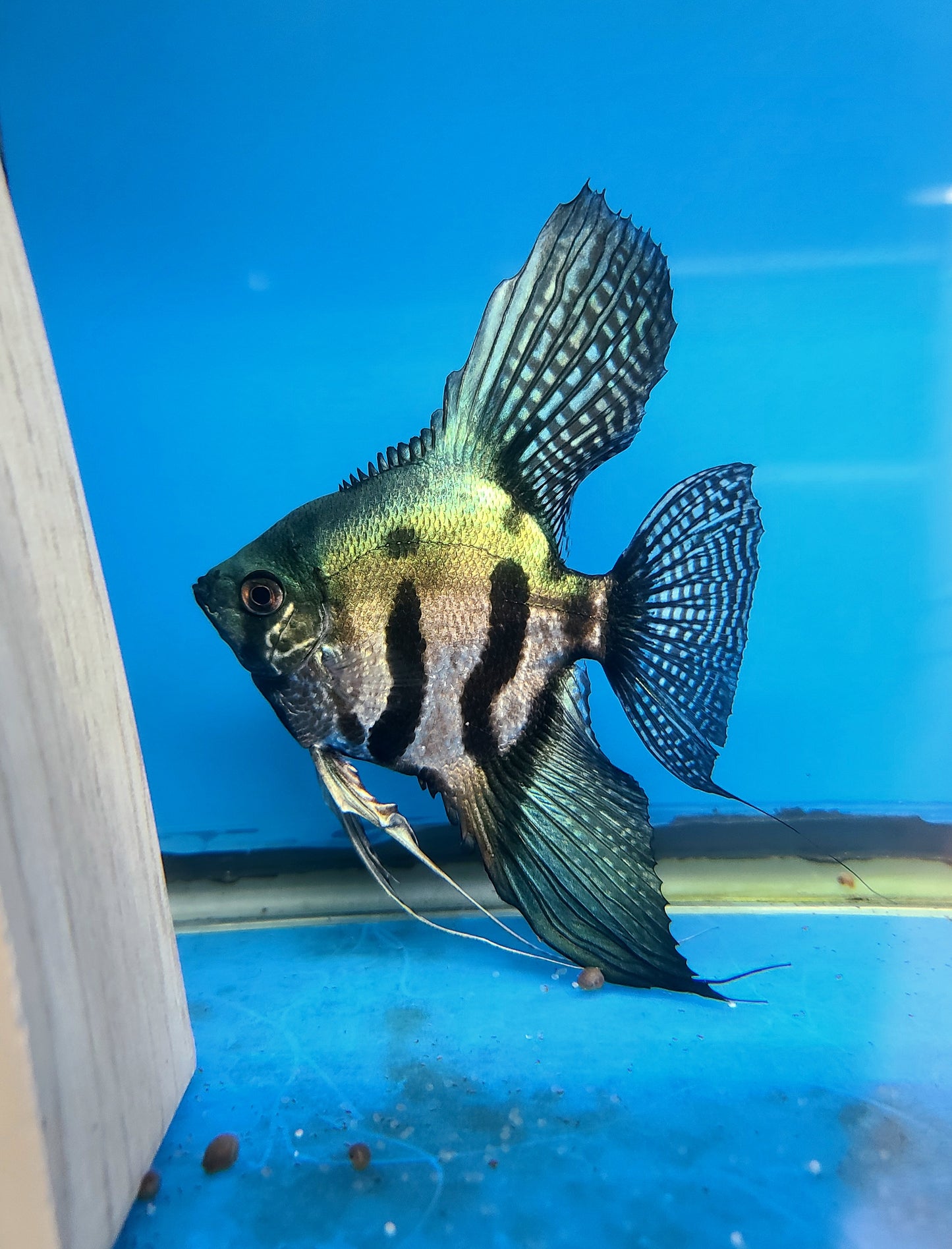 Pinoy clown angelfish