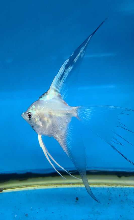 Paraiba angelfish (Pterophyllum scalare)