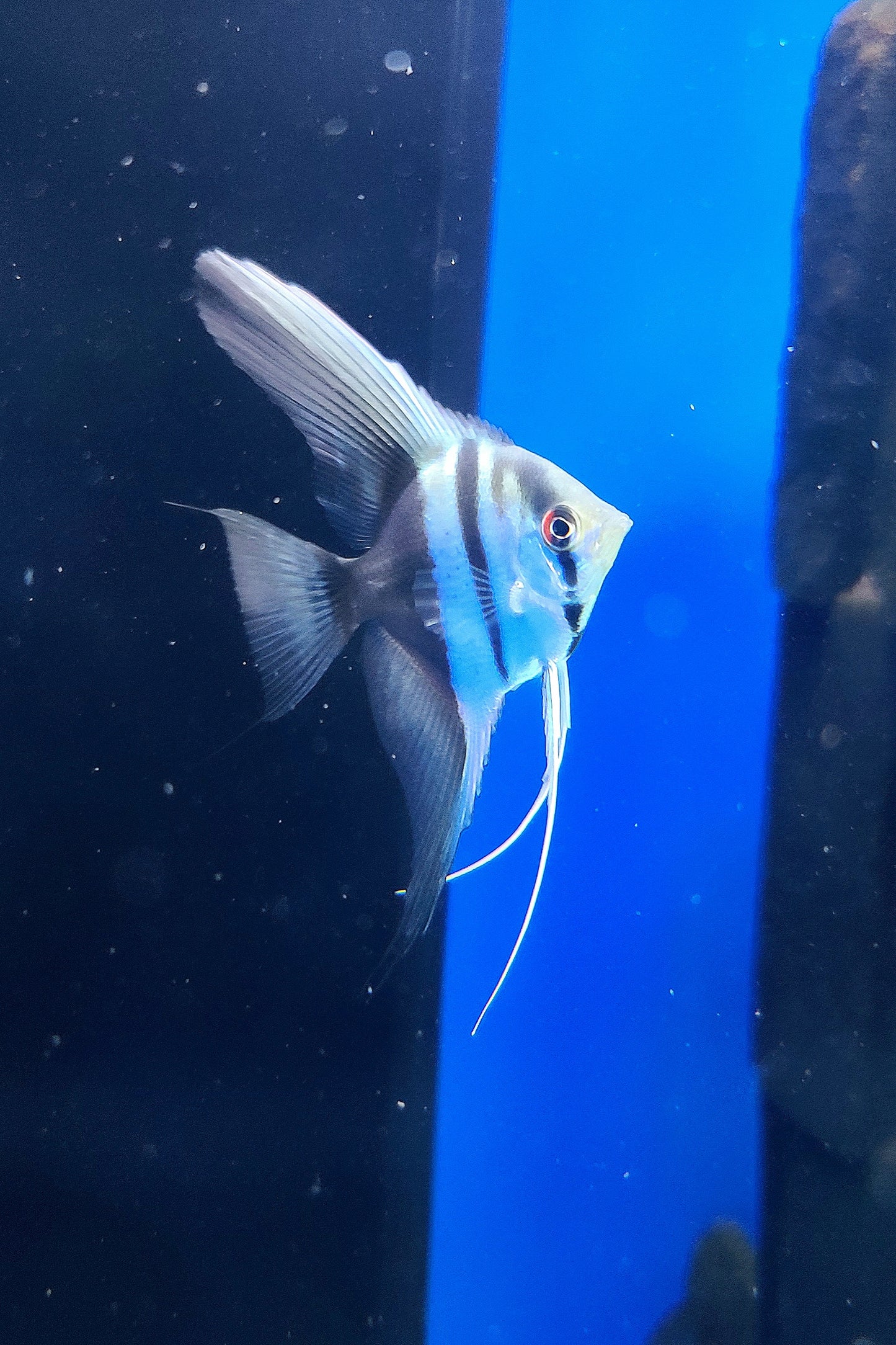 Halfblack angelfish