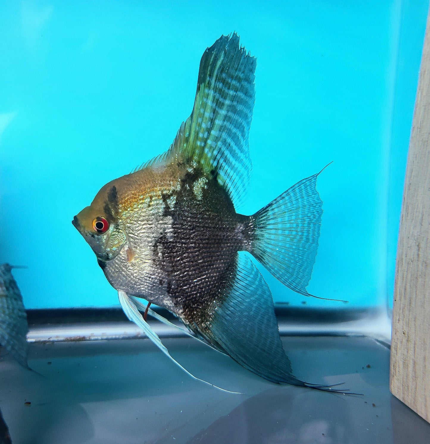 Smokey pearlscale angelfish