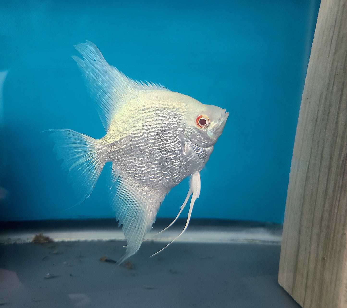 Blue albino smokey angelfish