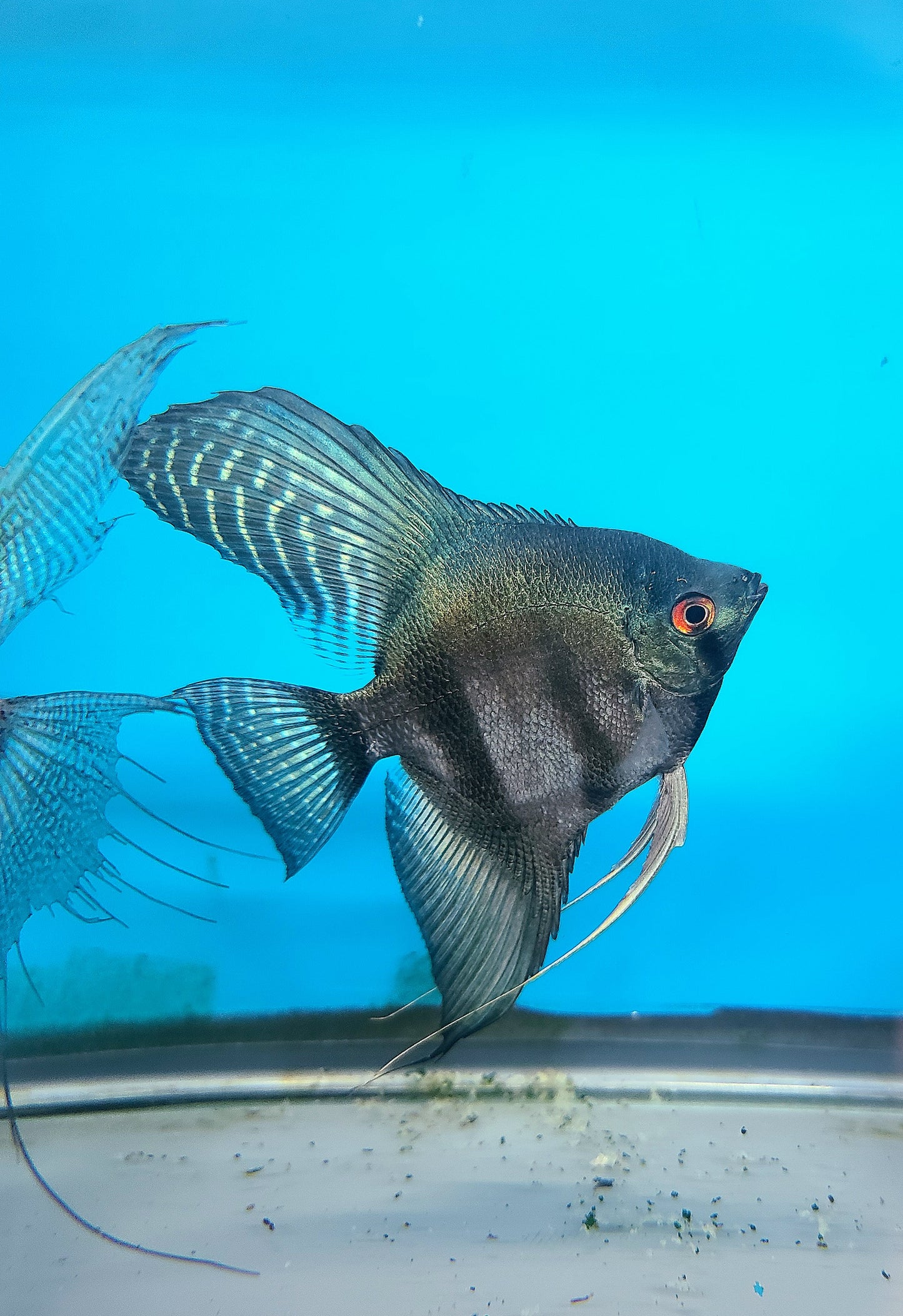 Pinoy lace angelfish (Pterophyllum scalare)