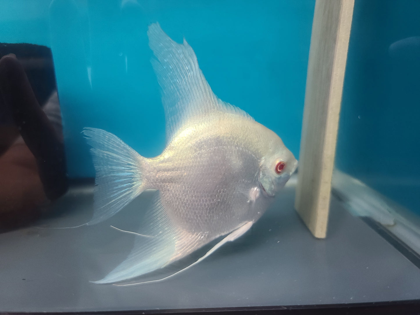 Blue albino smokey angelfish