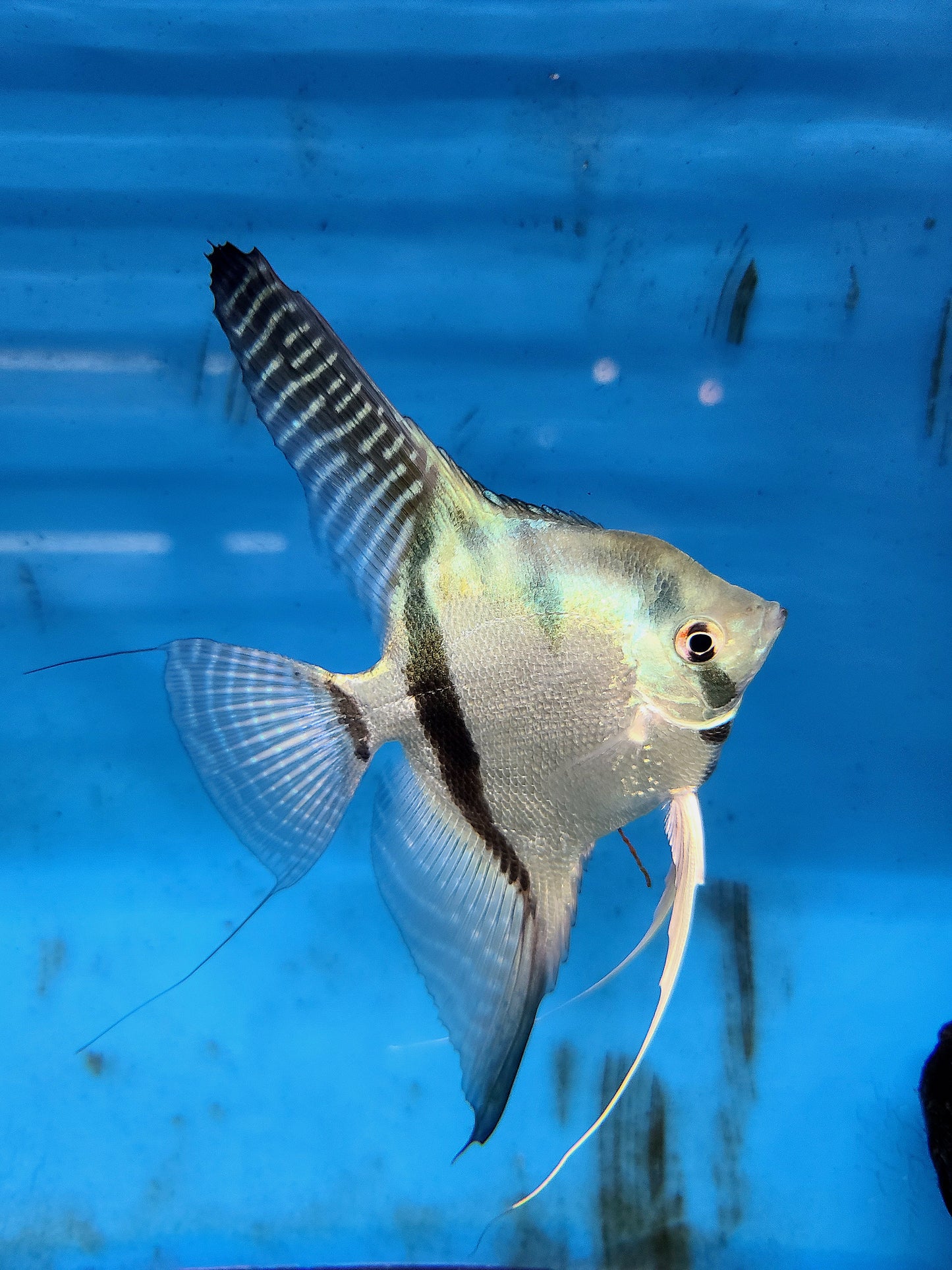 Blue silver angelfish