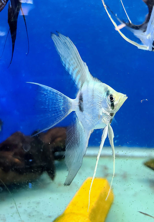 Blue ghost angelfish